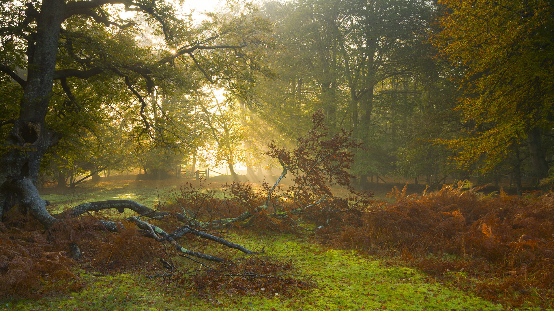 美洲杯大战瞬间：精彩片段集锦无限想象空间，美洲杯经典比赛