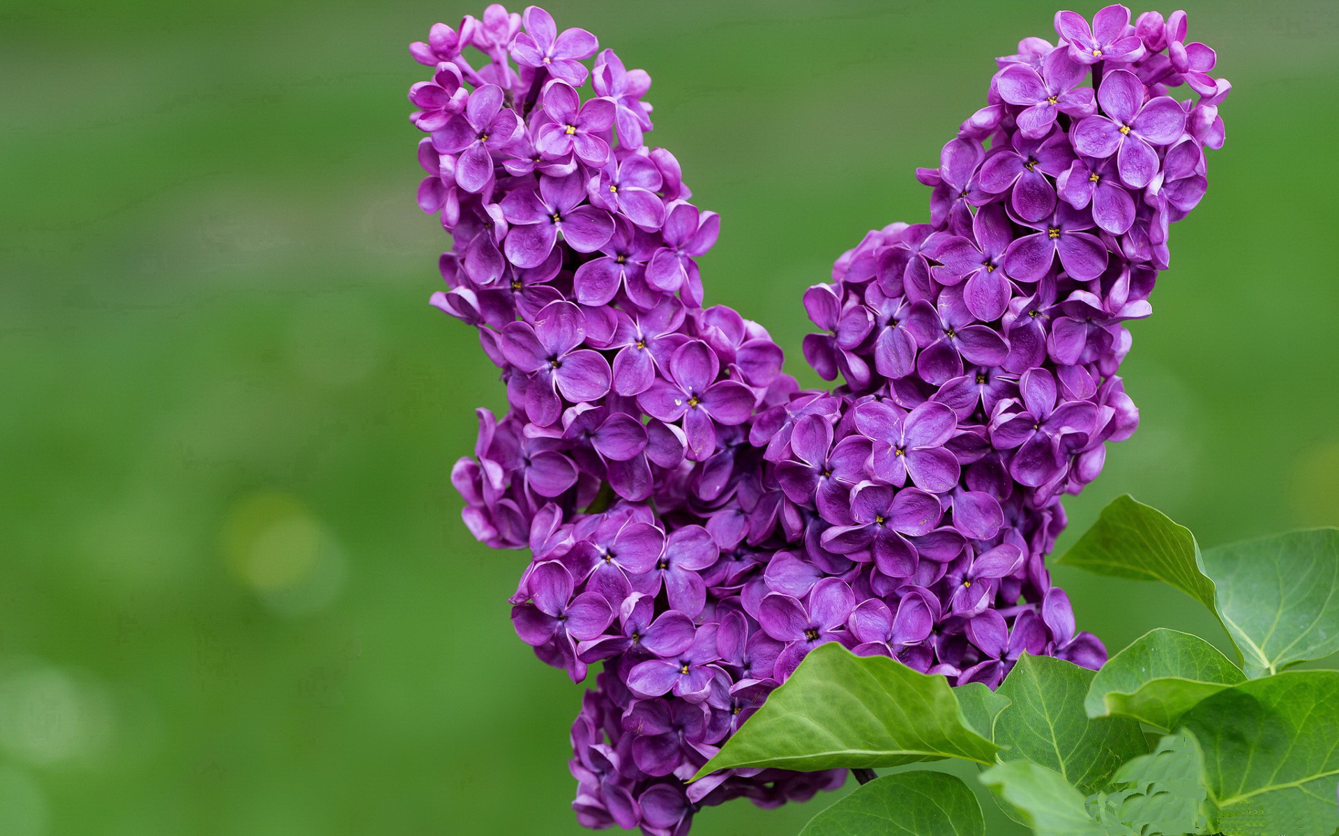 开云体育下载官网-里根·史密斯50米仰泳决赛技术动作解析，美国游泳史密斯