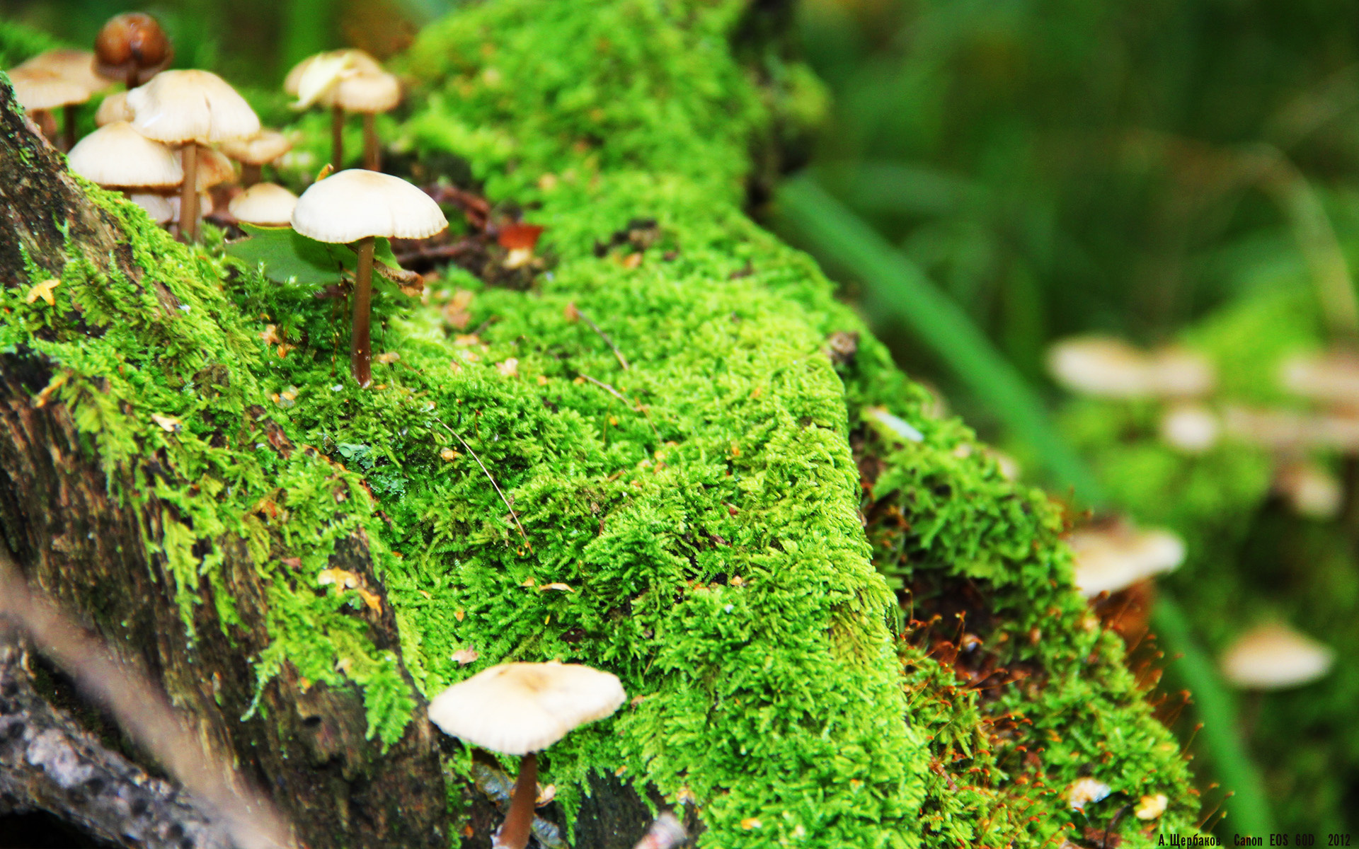 马拉维男篮在非洲锦标赛中发挥出色,夺得历史性冠军,非洲国家马拉维共和国简介